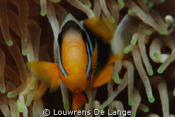 I know,I know-so many anemone fish photo's ,but look at t... by Louwrens De Lange 